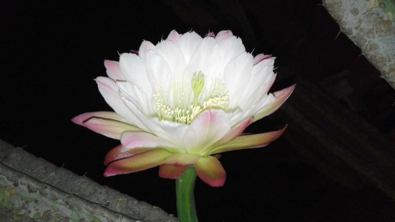 Villa Arechi 萨莱诺 外观 照片